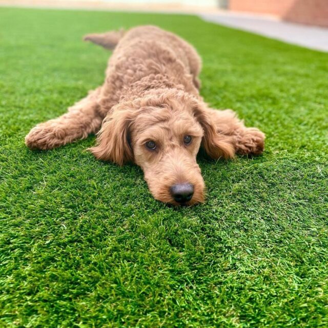brown dog laying on Easigrass artificial grass